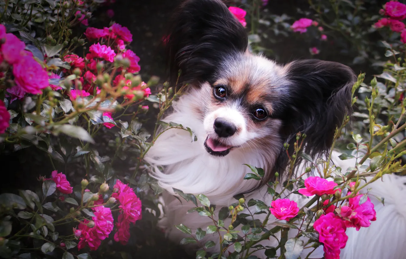 Фото обои цветы, куст, портрет, розы, собака, сад, щенок, розовые