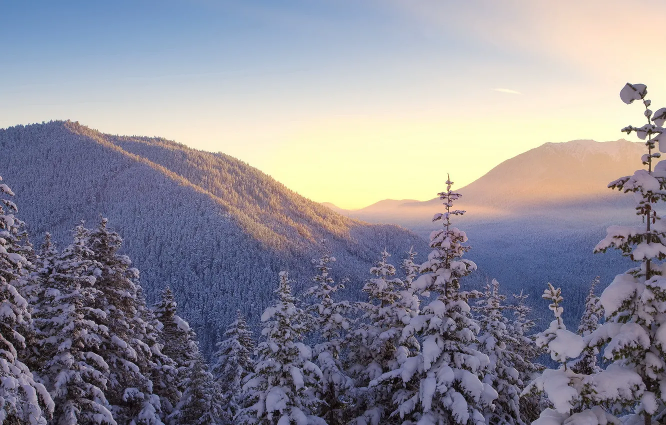 Фото обои лес, небо, снег, деревья, горы, Зима
