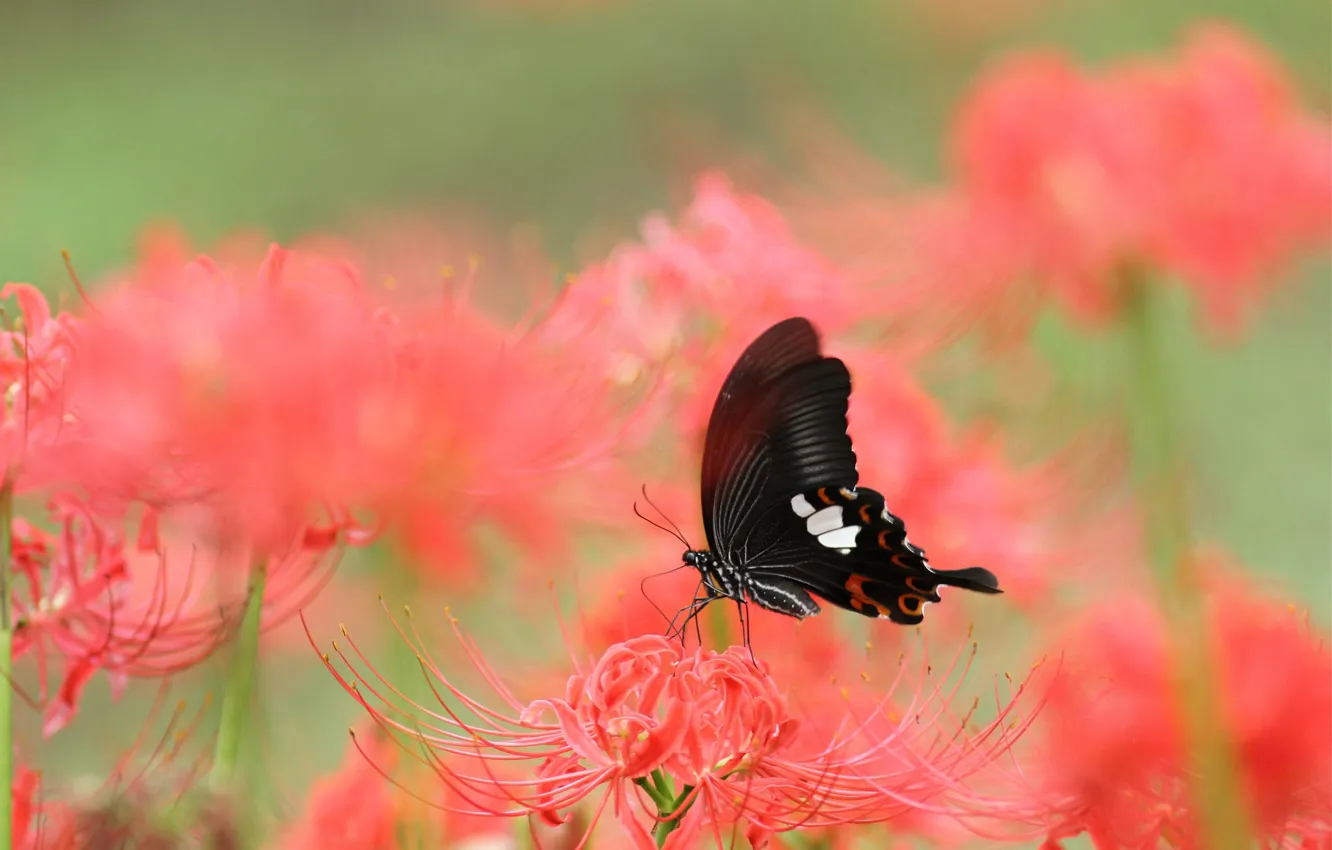 Фото обои цветок, макро, цветы, бабочка, лилия, черная, насекомое, красная