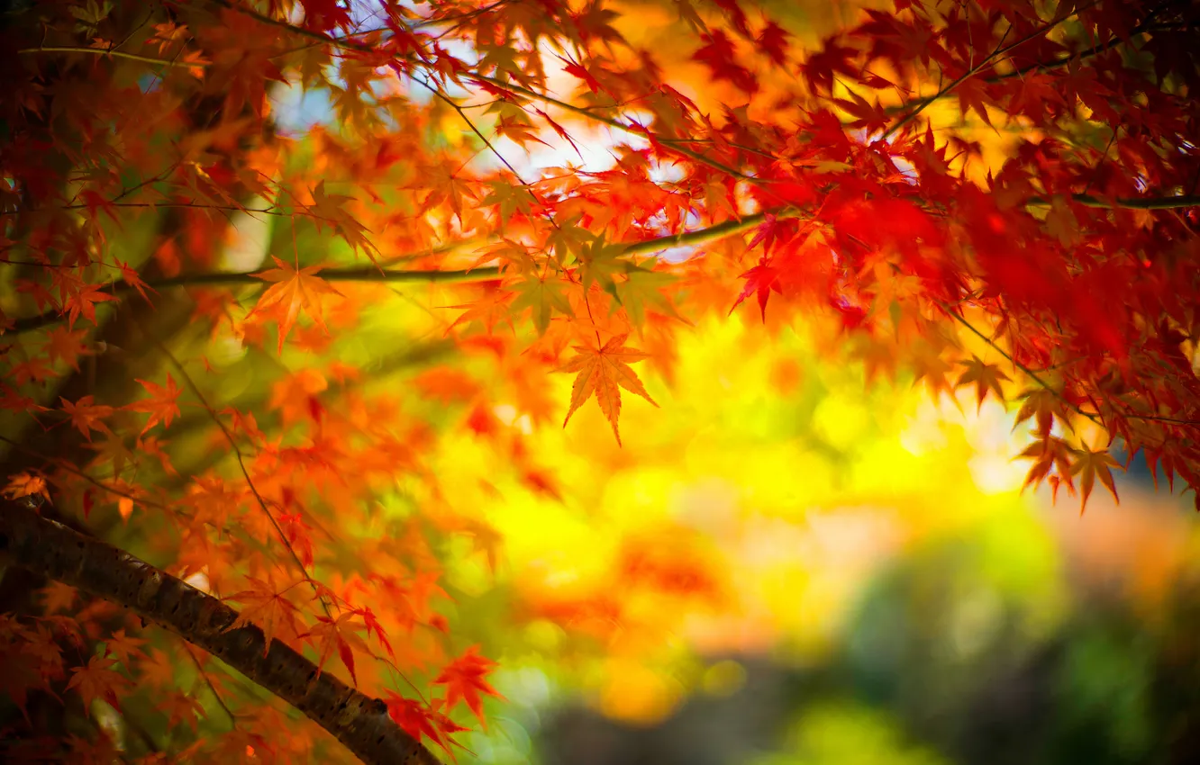 Фото обои осень, листья, дерево, ветка, клен
