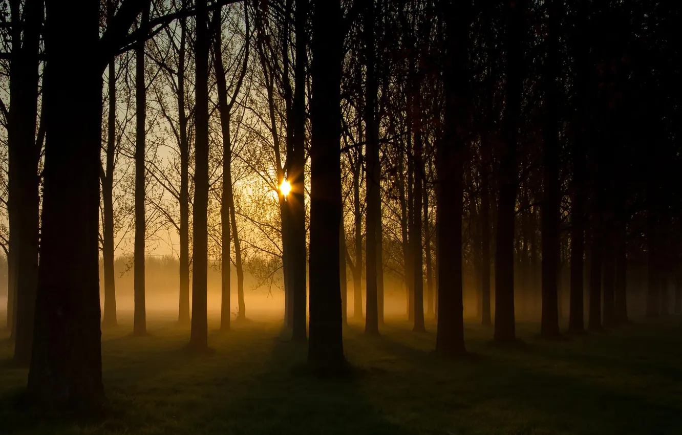 Фото обои лес, солнце, природа, туман, дымка, посадка