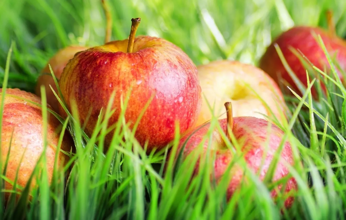 Фото обои яблоки, урожай, травка