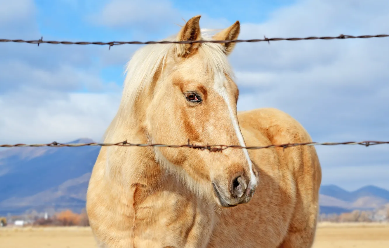 Фото обои mountains, fence, bokeh, horse