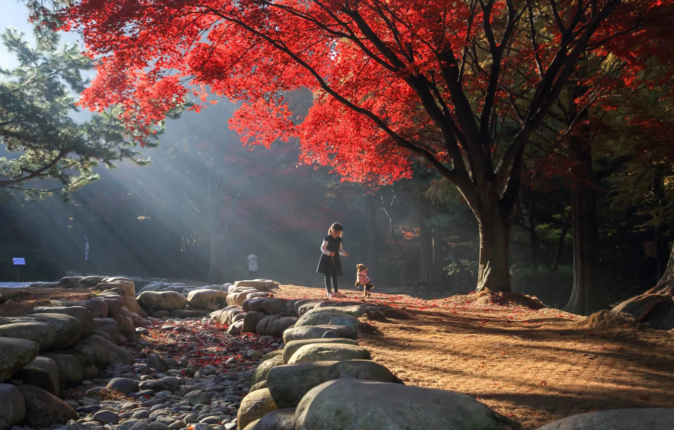 Фото обои осень, свет, деревья, пейзаж, природа, парк, камни, девочка