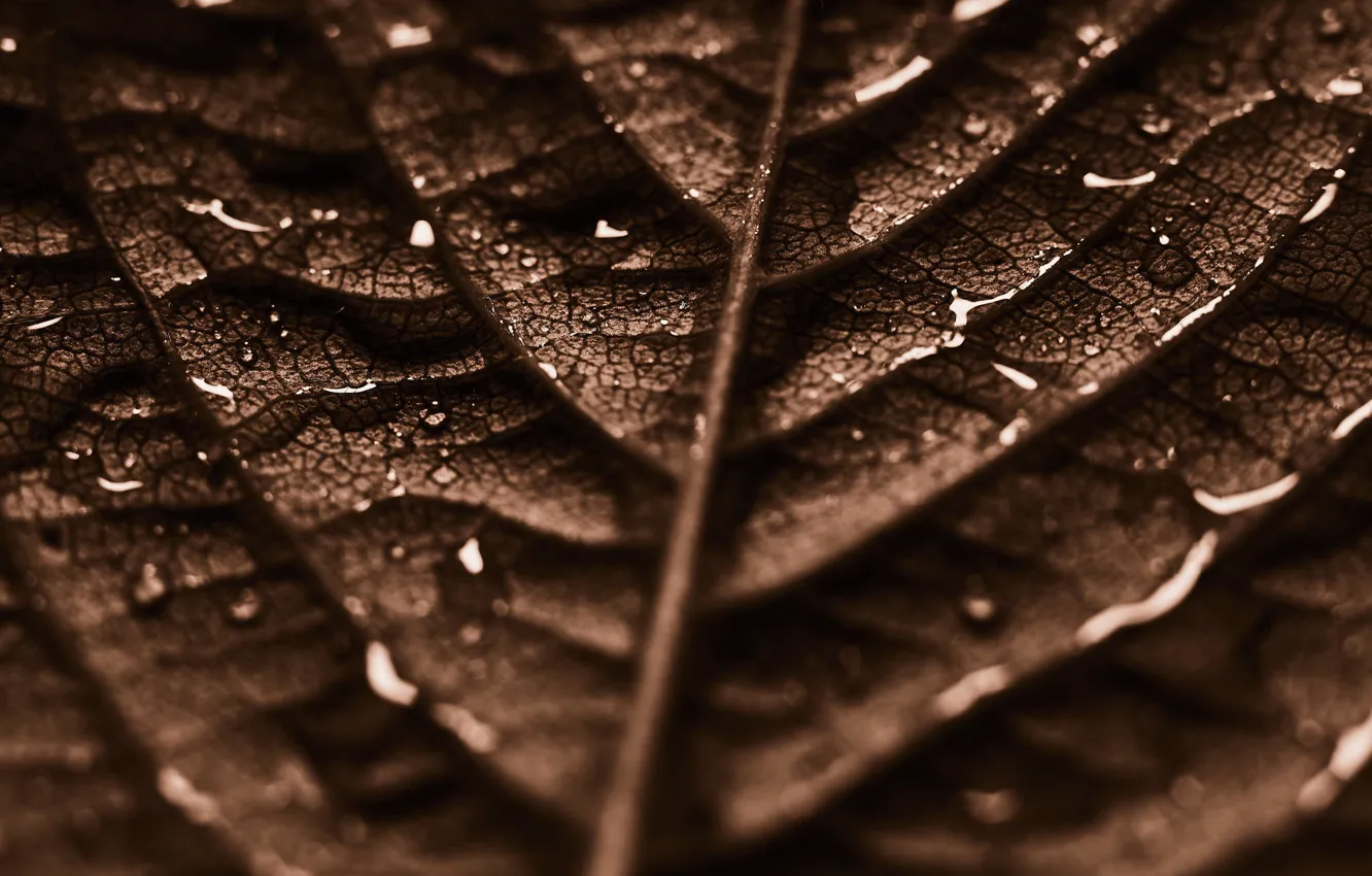 Фото обои water, drops, leaf