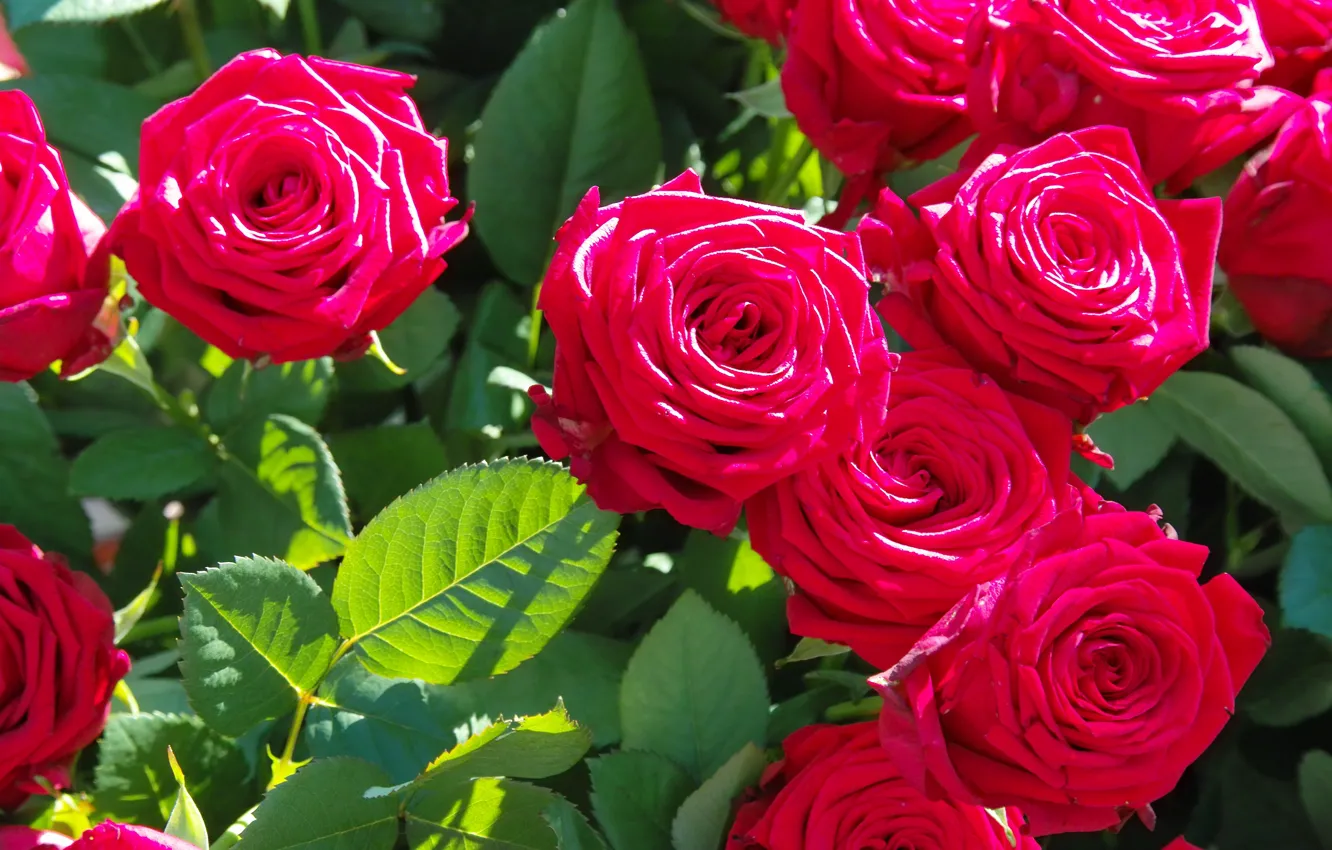 Фото обои цветы, ветки, красный, роза, лепестки, бутоны