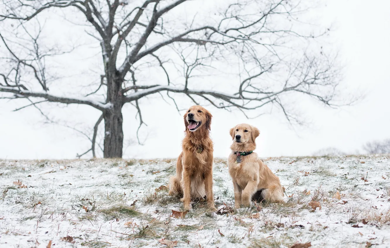 Фото обои поле, собаки, снег