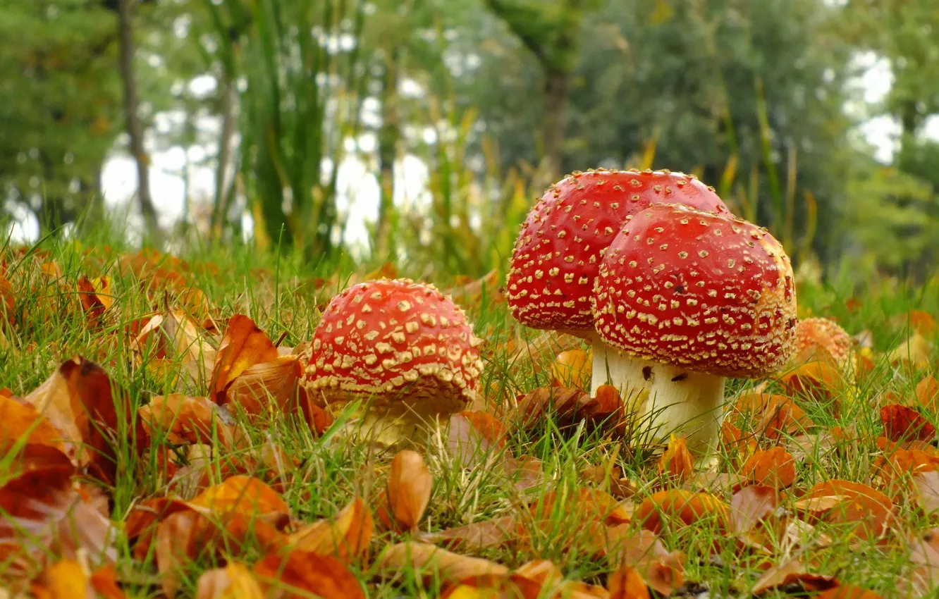 Фото обои осень, трава, листья, макро, грибы