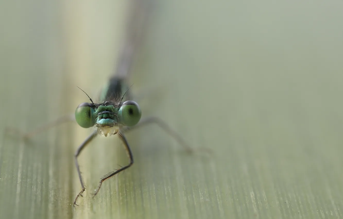 Фото обои макро, природа, насекомое