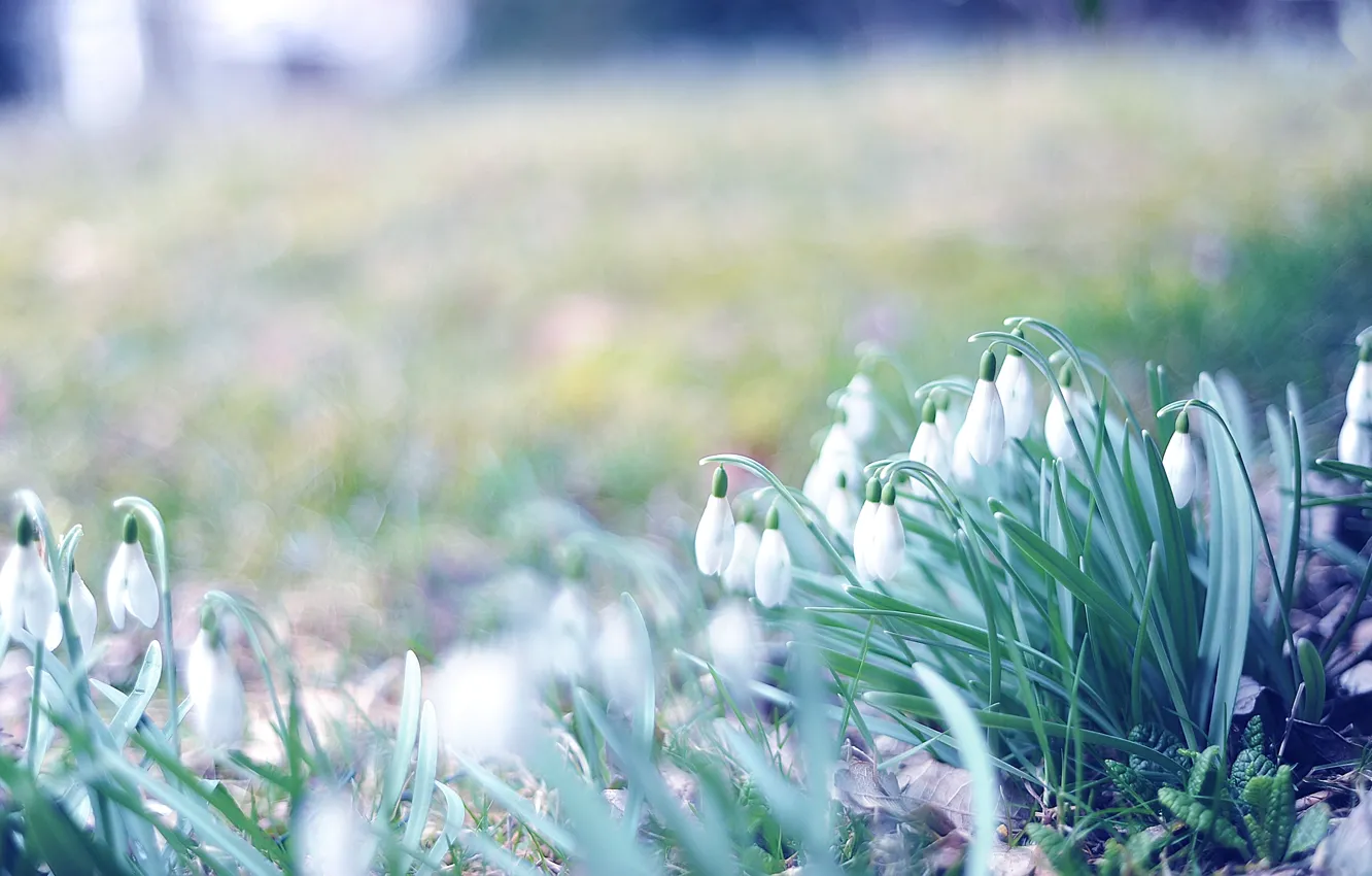 Фото обои трава, макро, цветы, фото, обои, весна, размытость, подснежники