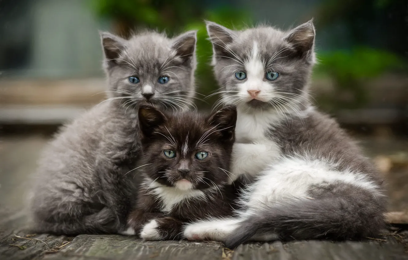 Фото обои взгляд, кошки, поза, котенок, серый, фон, вместе, черный
