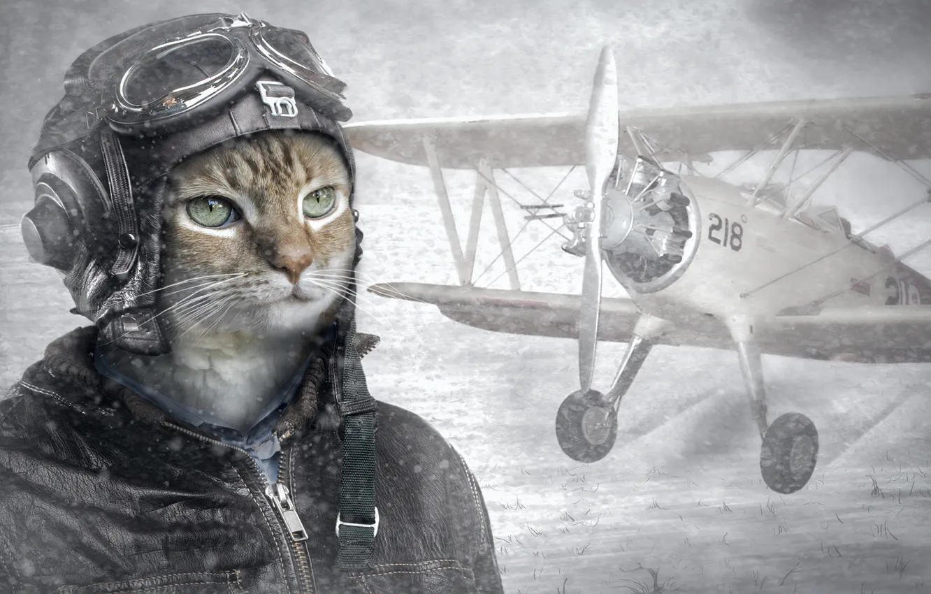 Фото обои кот, шлем, пилот, самолёт, лётчик