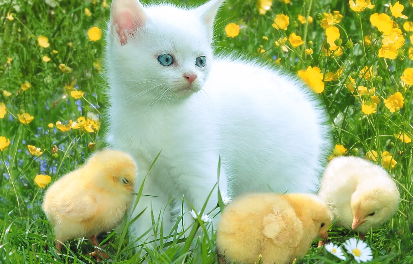 Фото обои цыплята, ромашки, котёнок, полянка