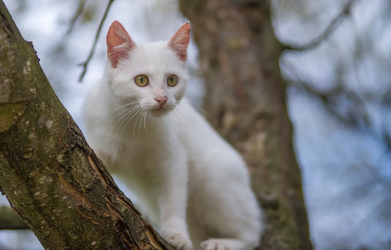 Фото обои белый, дерево, котик