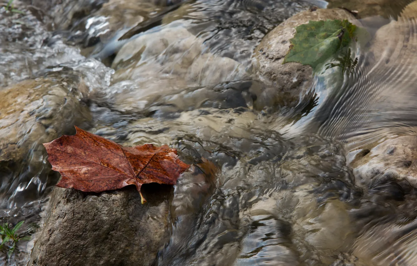 Фото обои осень, вода, макро, лист, ручей, поток