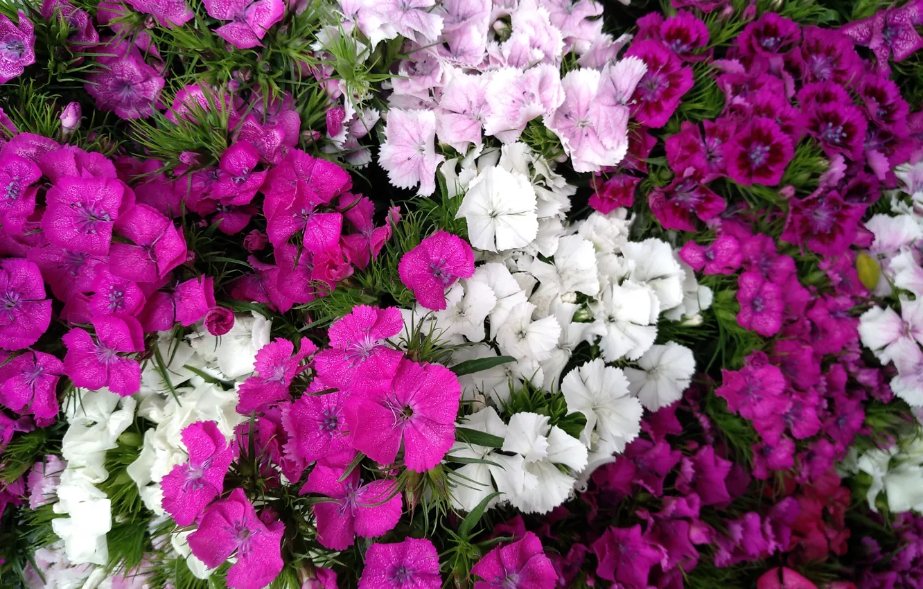 Фото обои Фиолетовые цветы, Белые цветы, Purple flowers, White flowers