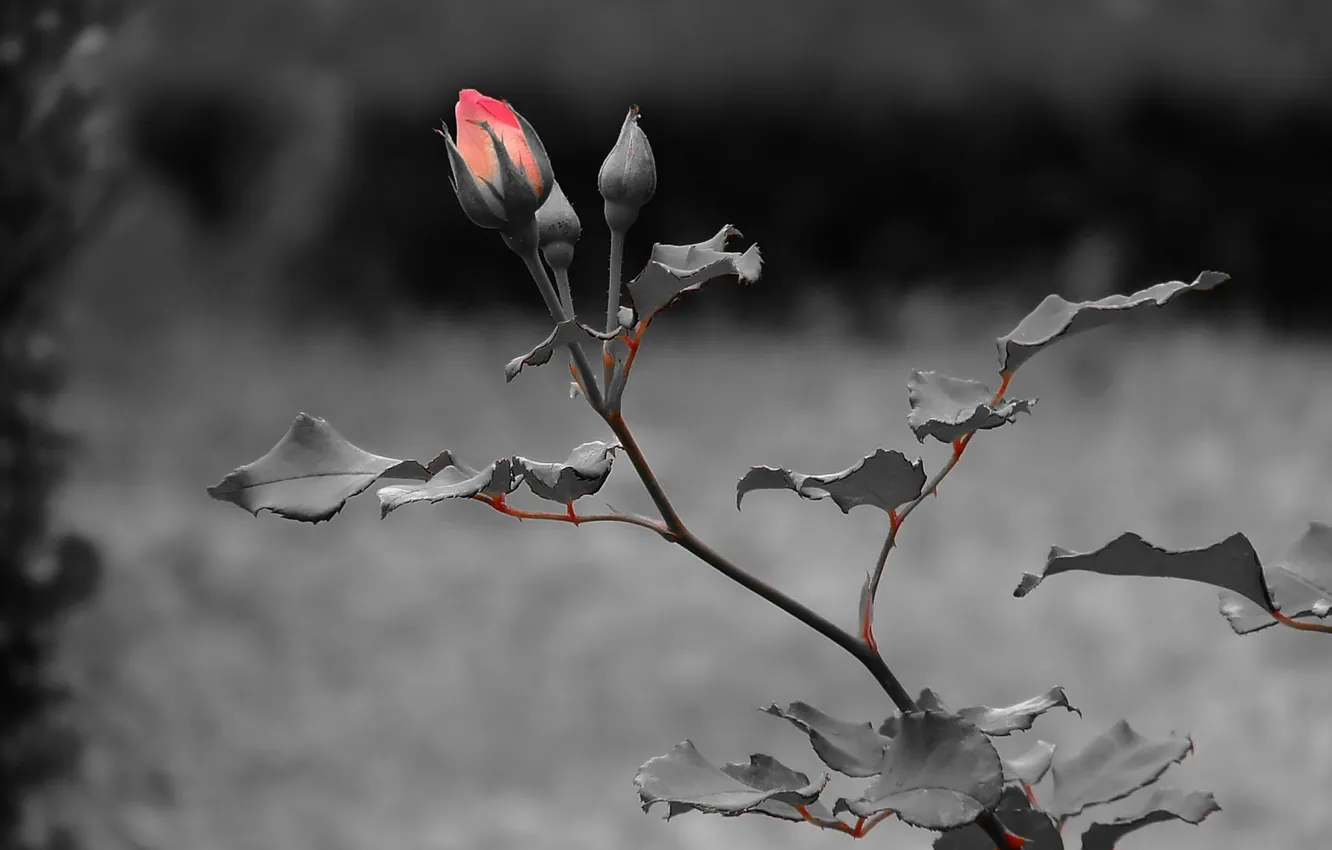 Фото обои листья, темный, роза, стебель, rose