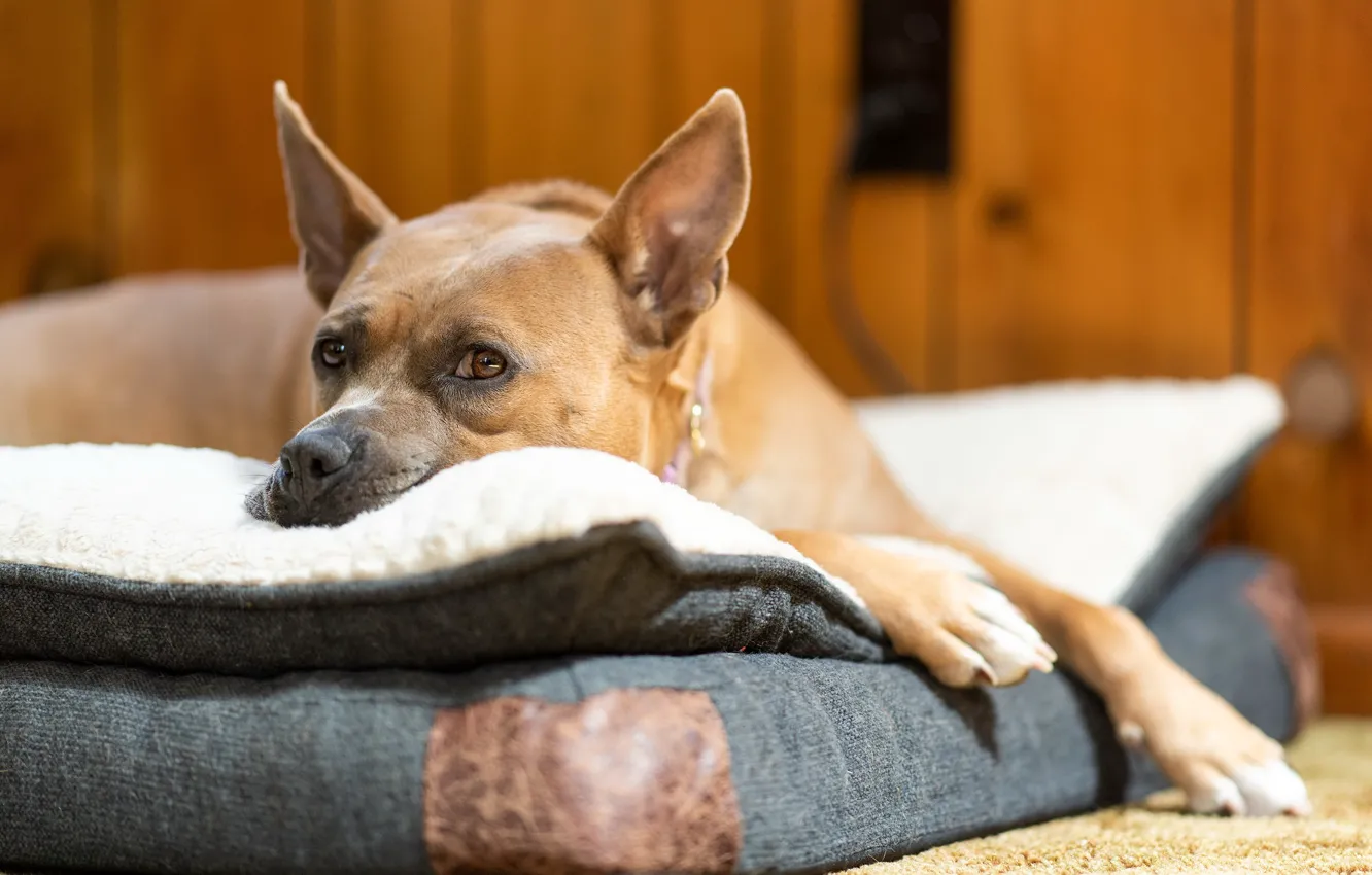 Фото обои друг, дома, собака