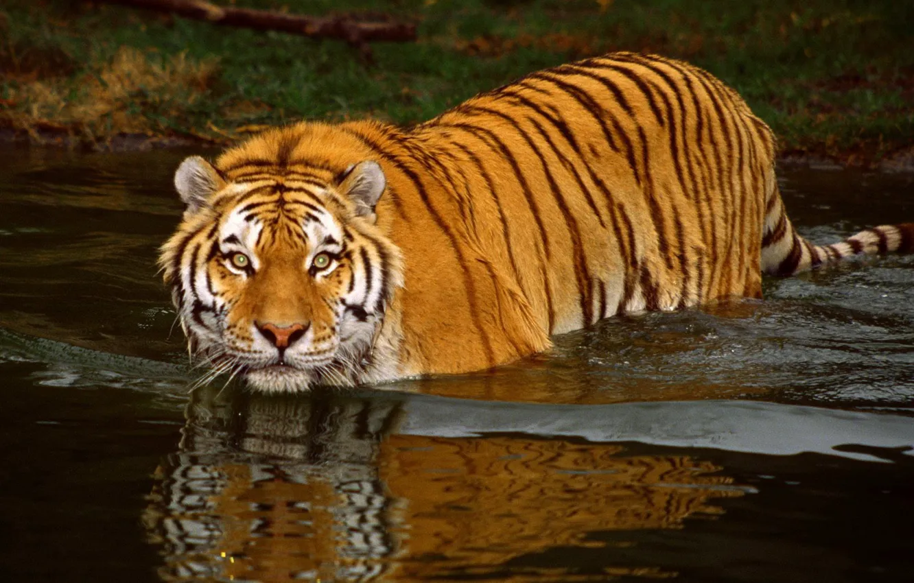 Фото обои вода, тигр