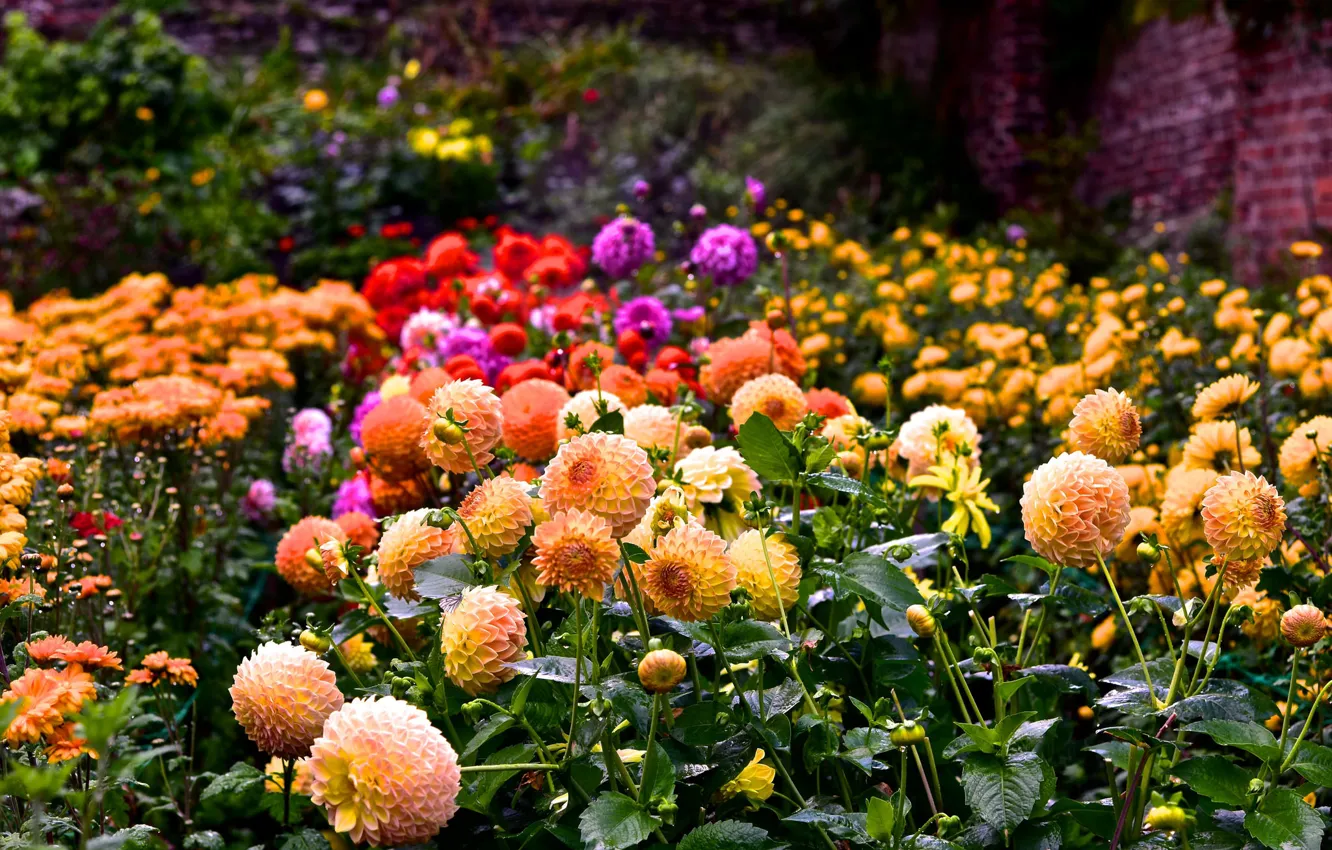 Фото обои лето, цветы, разноцветные, цветение, много, георгин