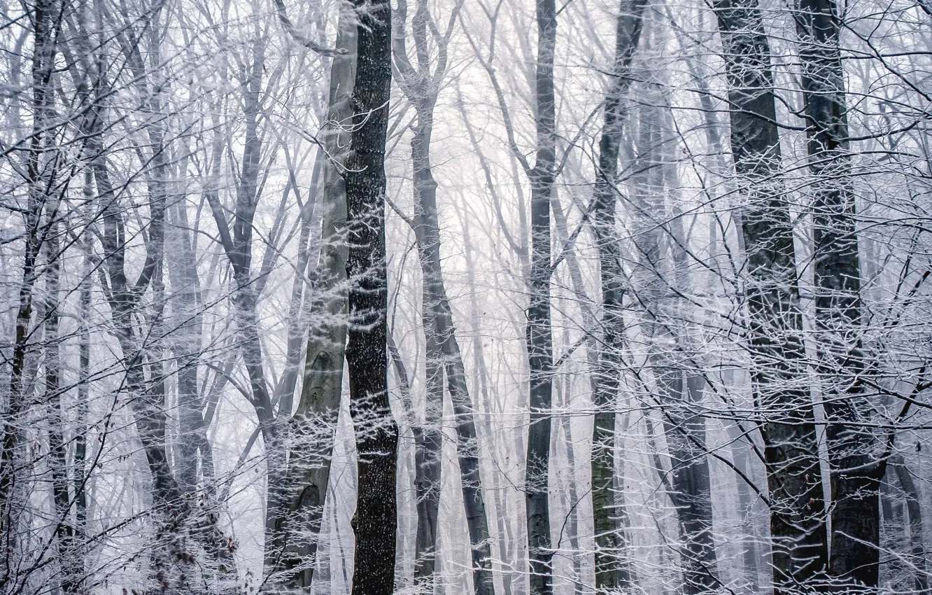 Фото обои зима, иней, лес, деревья, ветки