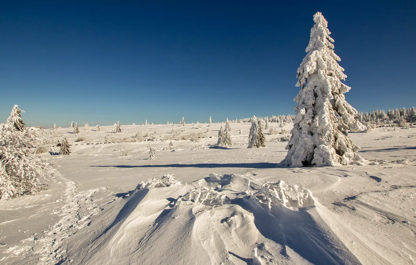 Фото обои зима, поле, небо, снег, дерево, ель