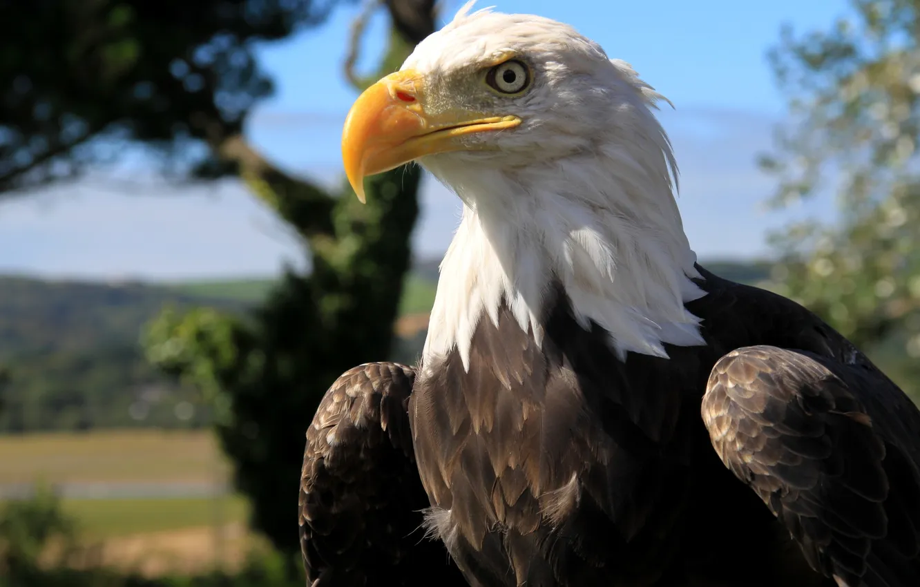 Фото обои природа, птица, голова, перья, клюв, белоголовый орлан, bald eagle