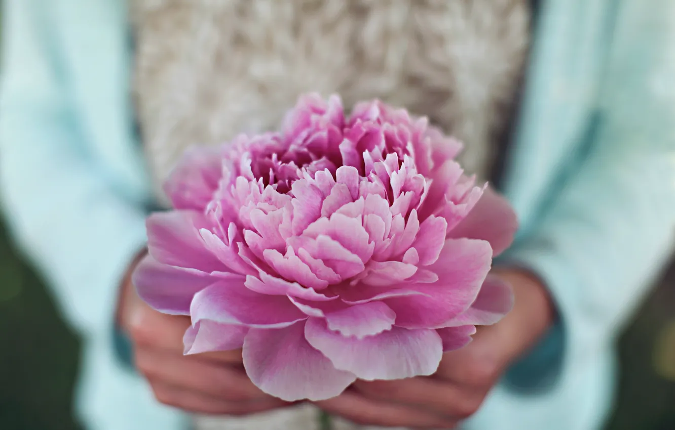Фото обои цветок, розовый, лепестки, пион