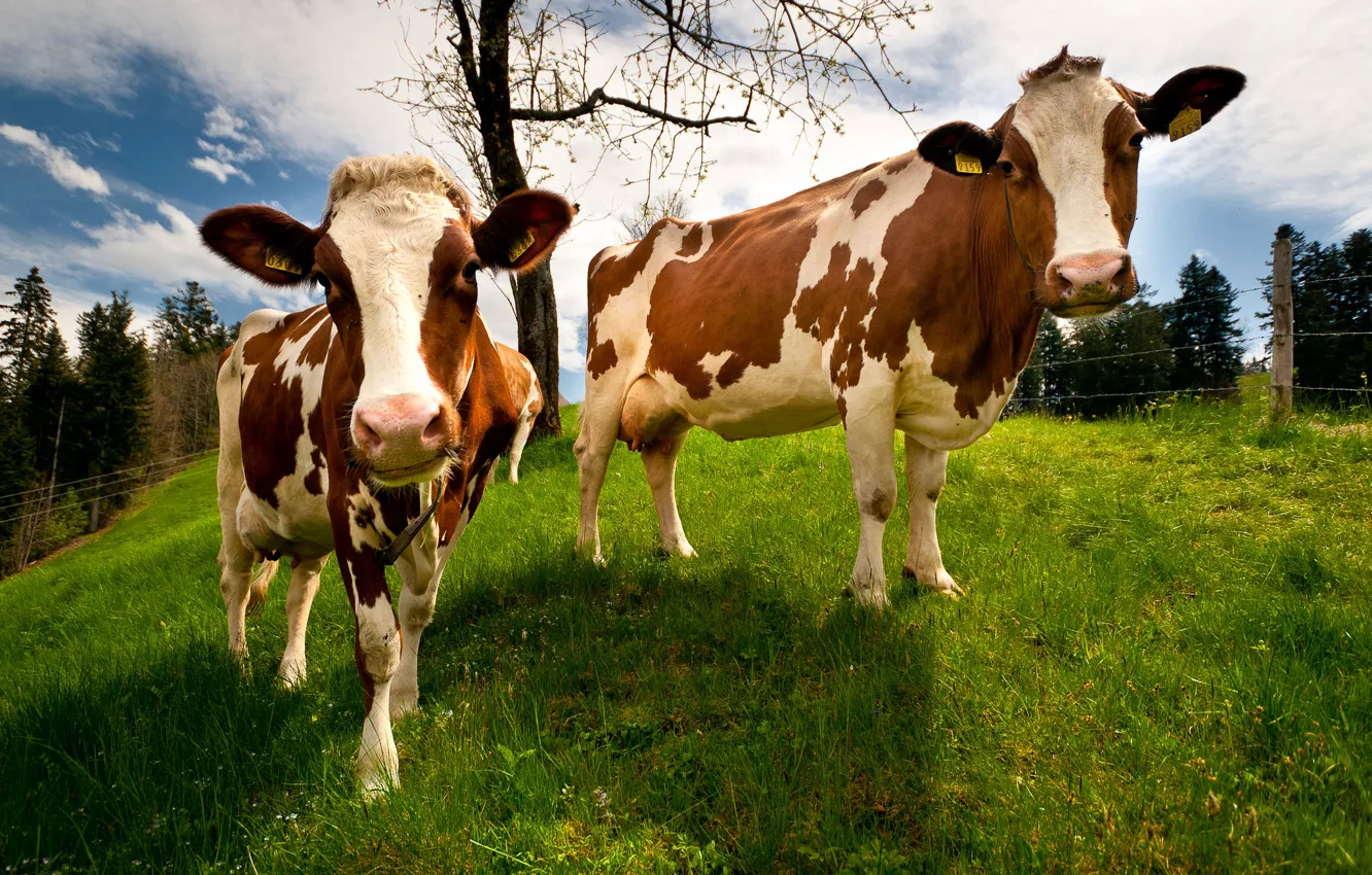 Фото обои природа, Швейцария, коровы