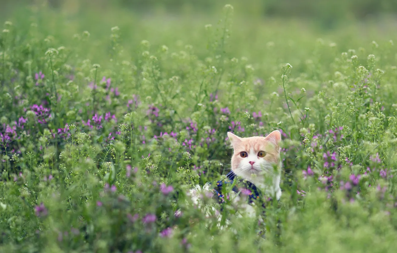 Фото обои поле, кошка, трава, torode