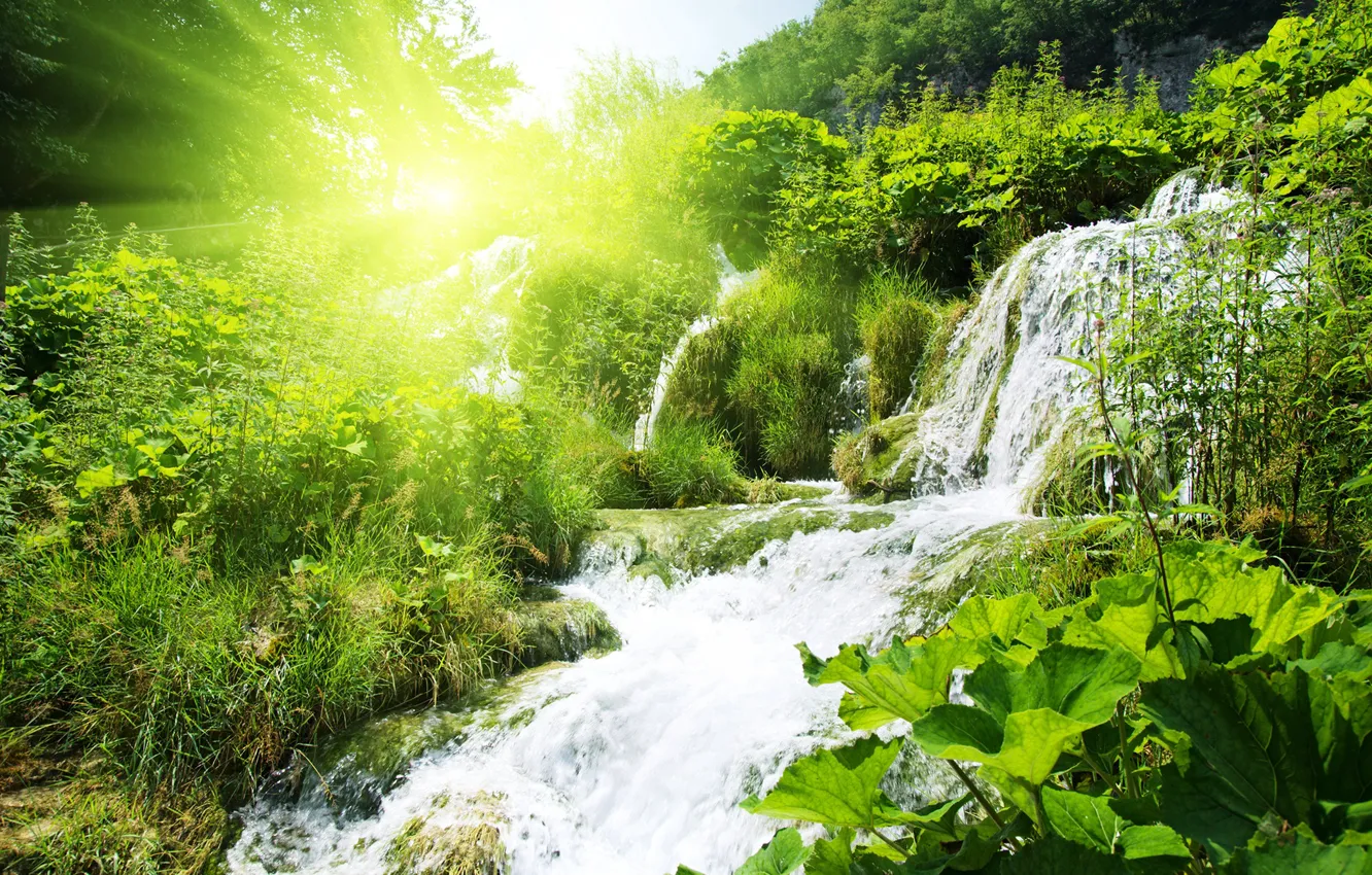 Фото обои зелень, лес, трава, солнце, деревья, водопад, кусты