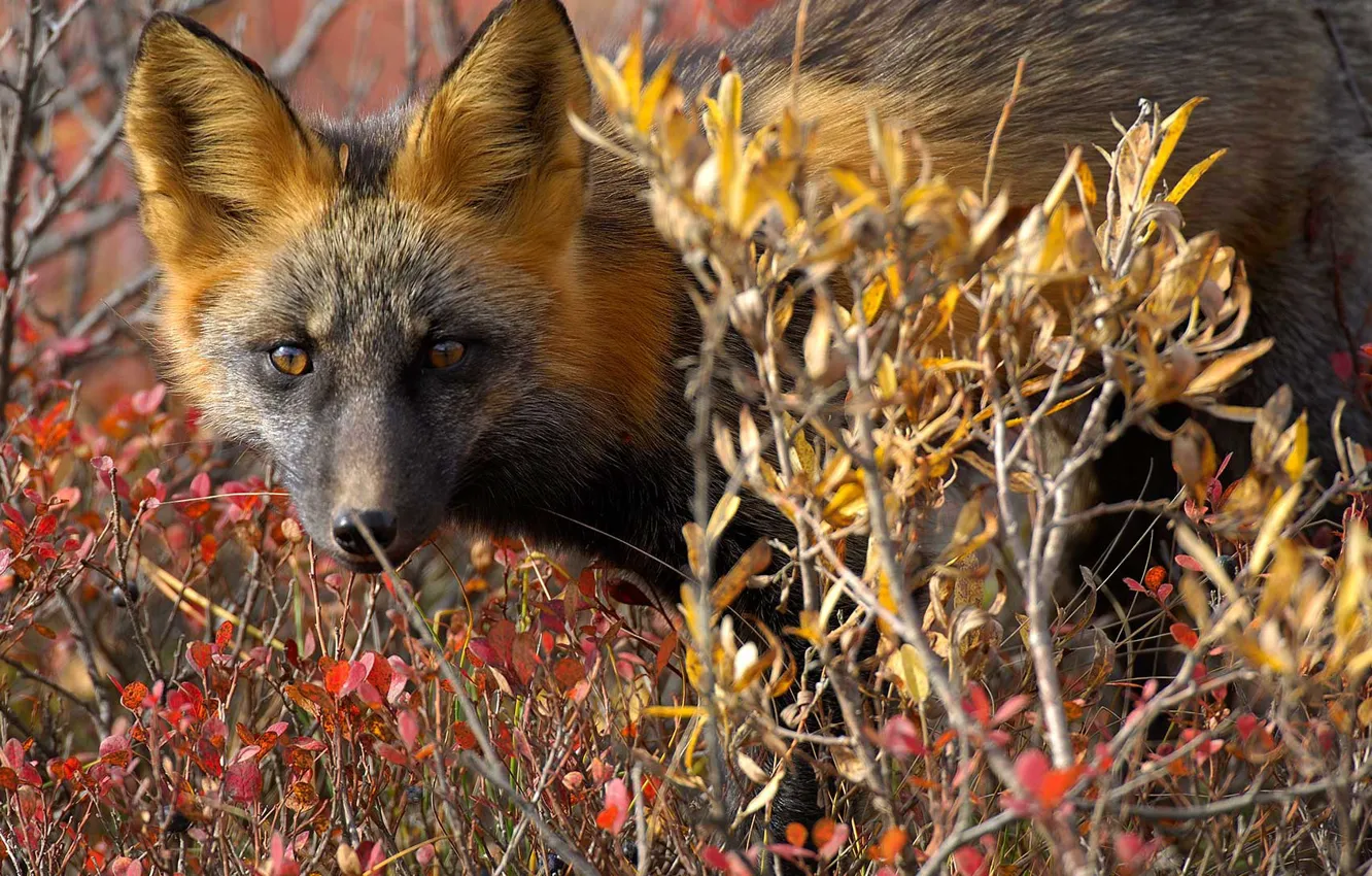 Фото обои природа, Канада, лиса, лисица обыкновенная