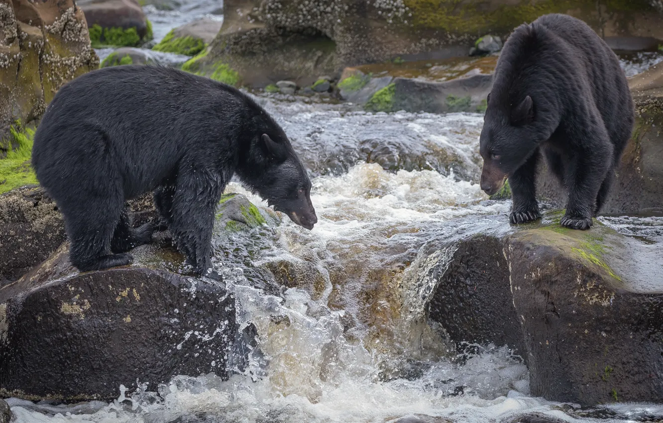 Фото обои река, рыбалка, медведи
