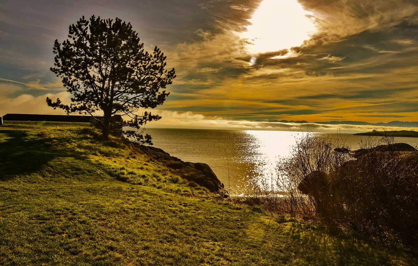 Фото обои море, небо, трава, солнце, облака, дерево, рассвет, берег