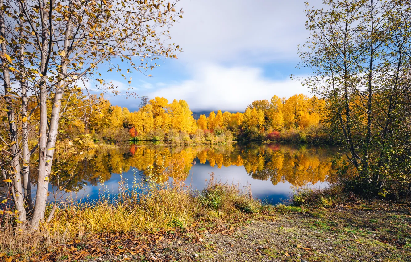 Фото обои осень, деревья, озеро, листва, краски осени