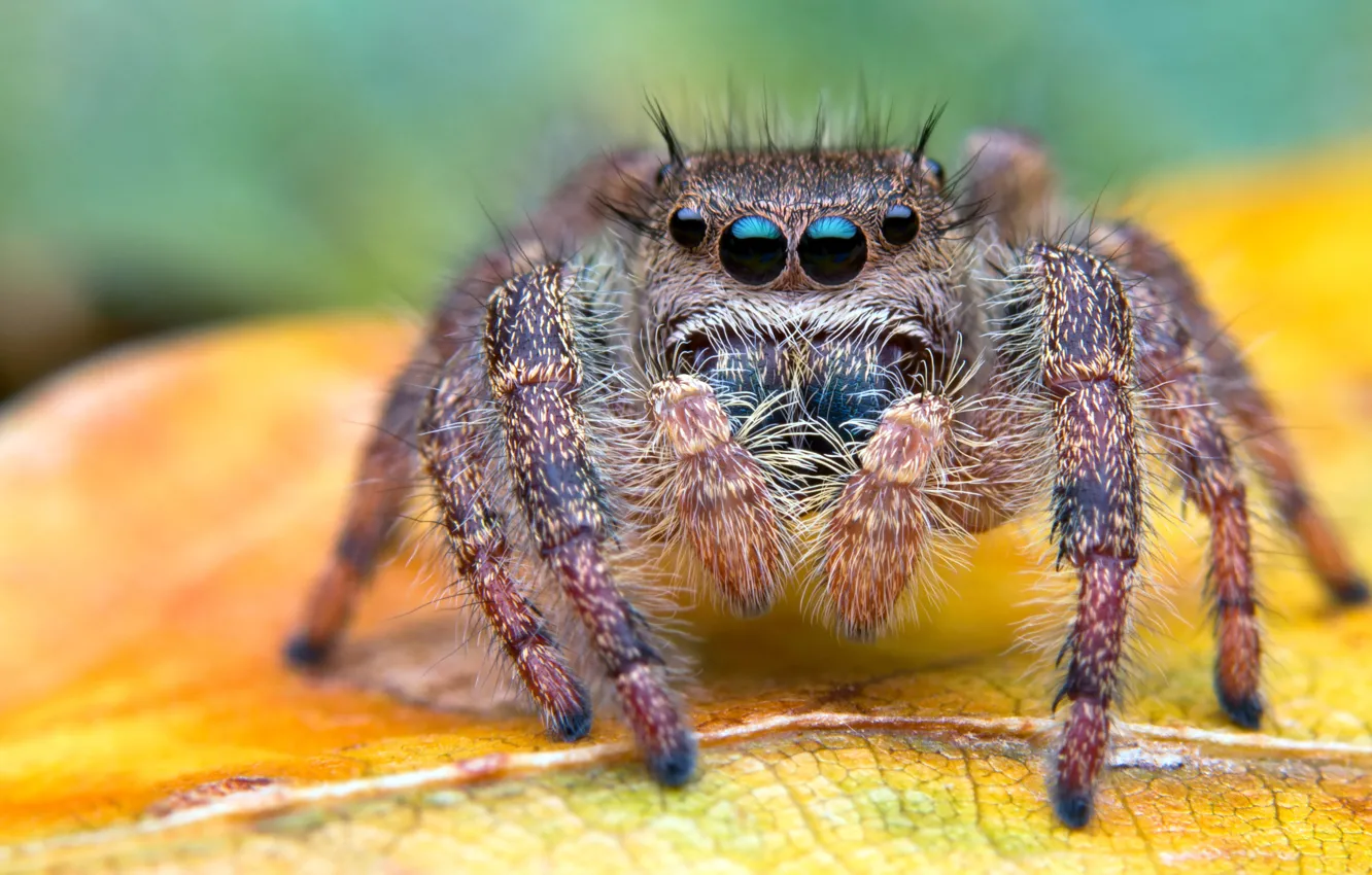 Фото обои глаза, макро, фон, паук, мохнатый, листик, джампер, паучок