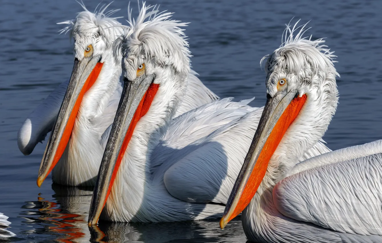 Фото обои птицы, природа, пеликаны