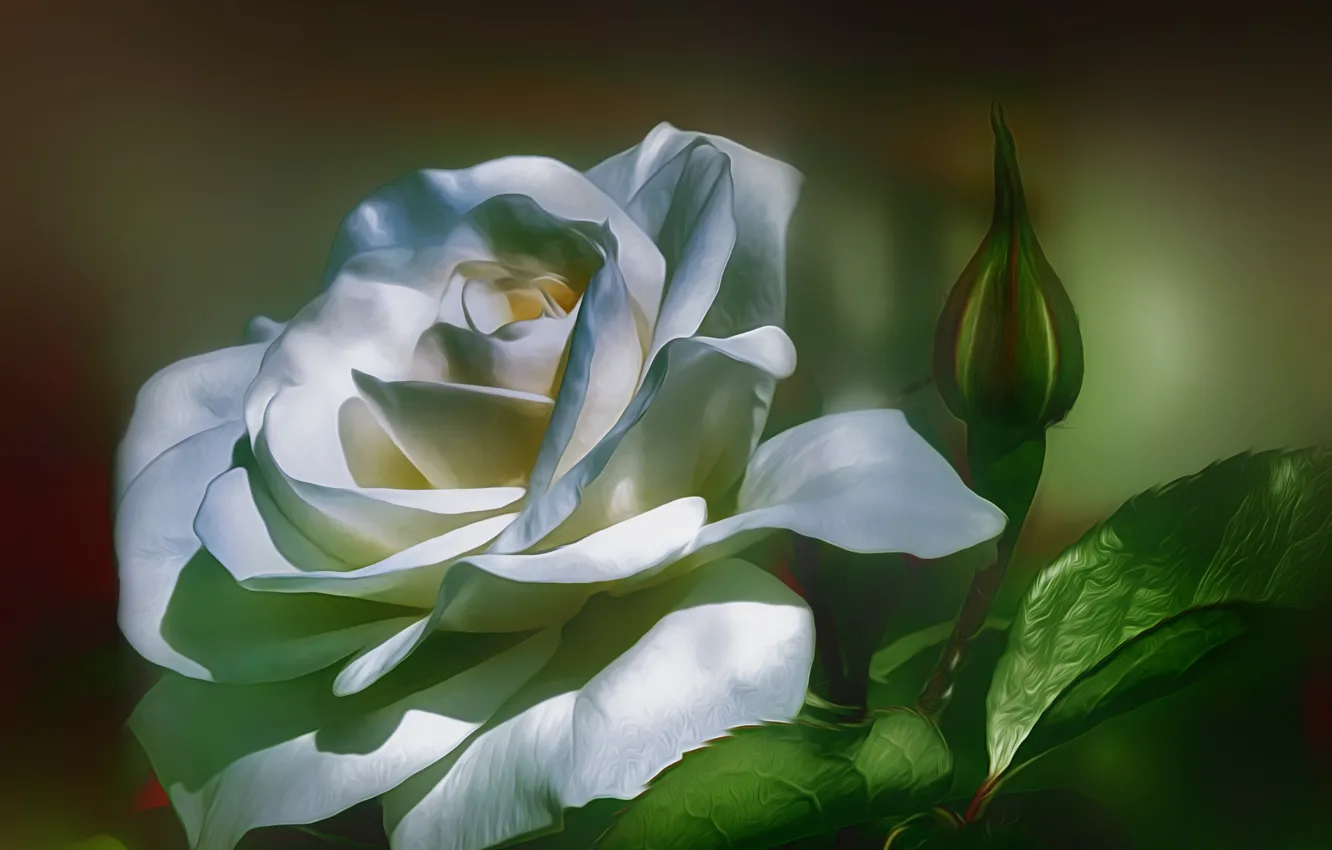 Фото обои фон, роза, лепестки, бутон, белая