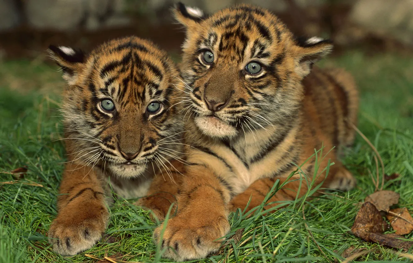 Фото обои Полосатые, Тигрята, Маленькие