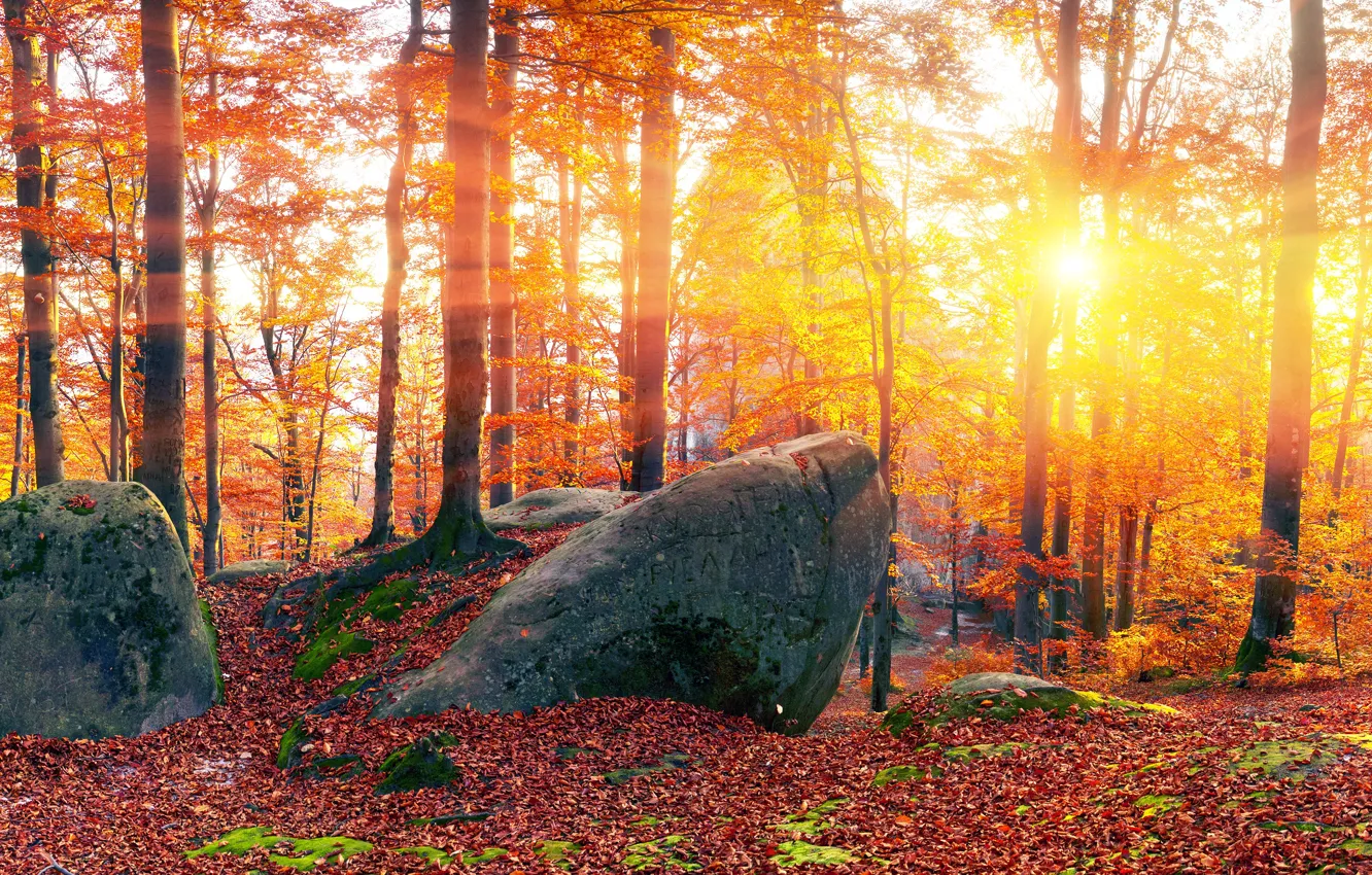 Фото обои осень, лес, листья, солнце, лучи, деревья, камни, желтые