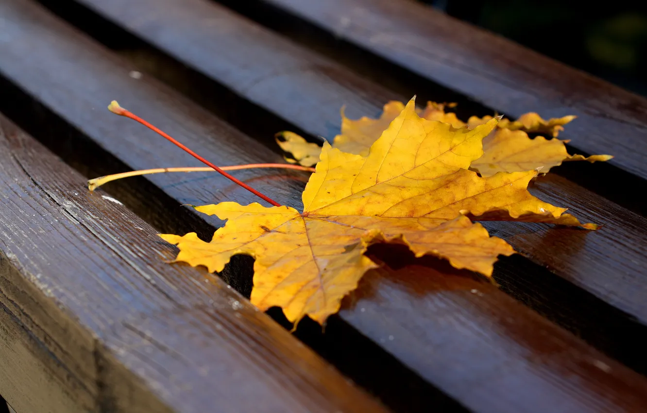 Фото обои осень, листья, лавочка
