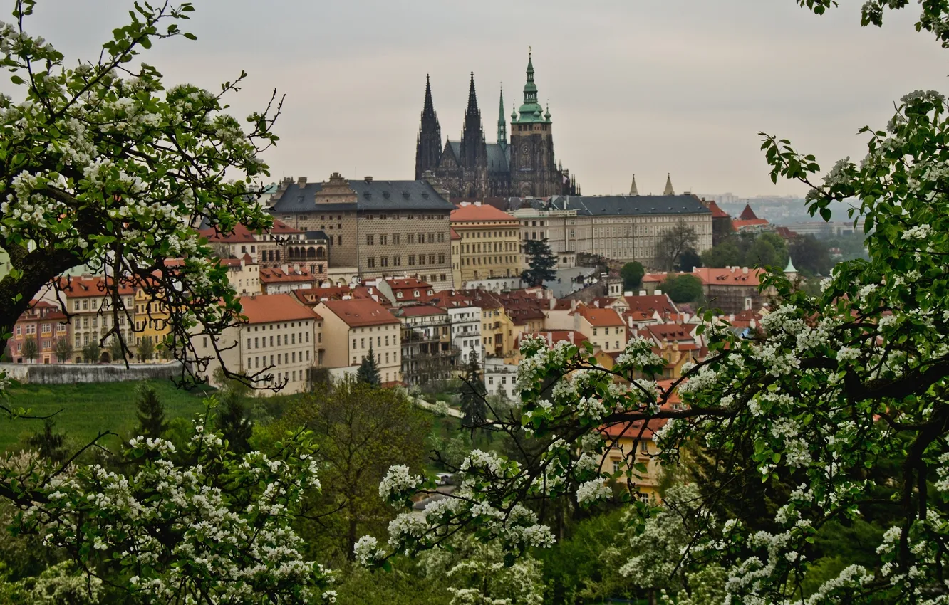 Фото обои деревья, здания, весна, Прага, Чехия, панорама, цветение, Prague