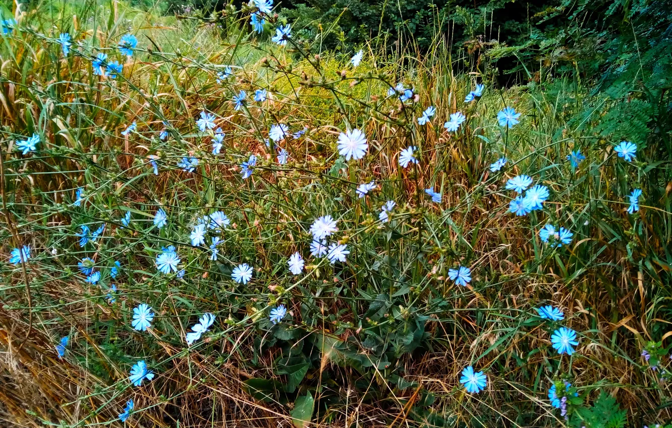 Фото обои summer, grove, chicory