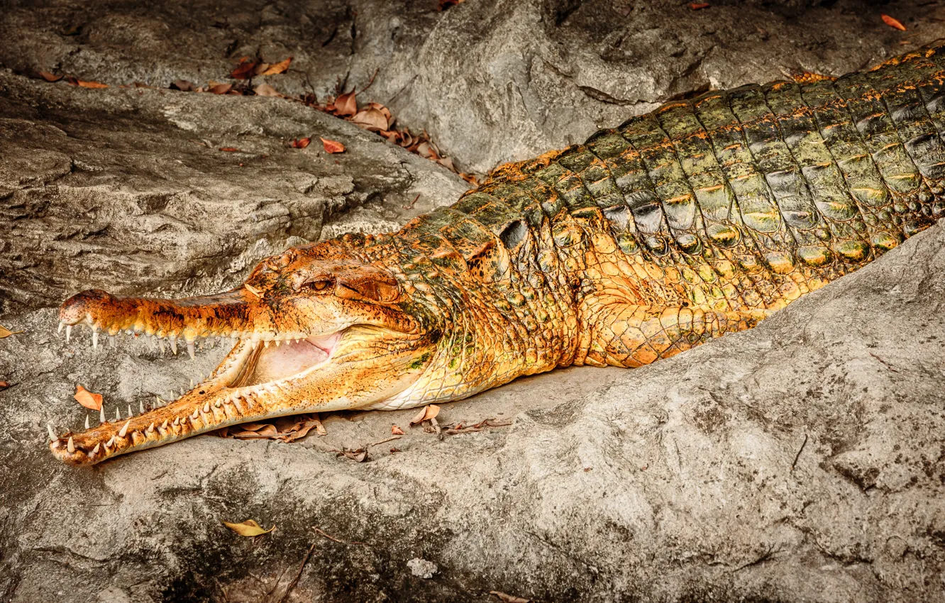 Фото обои rocks, crocodile, reptile