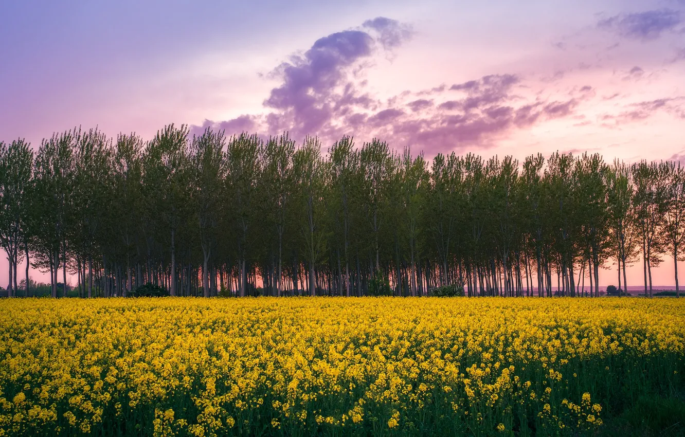 Фото обои деревья, цветы, рапс, рапсовое поле
