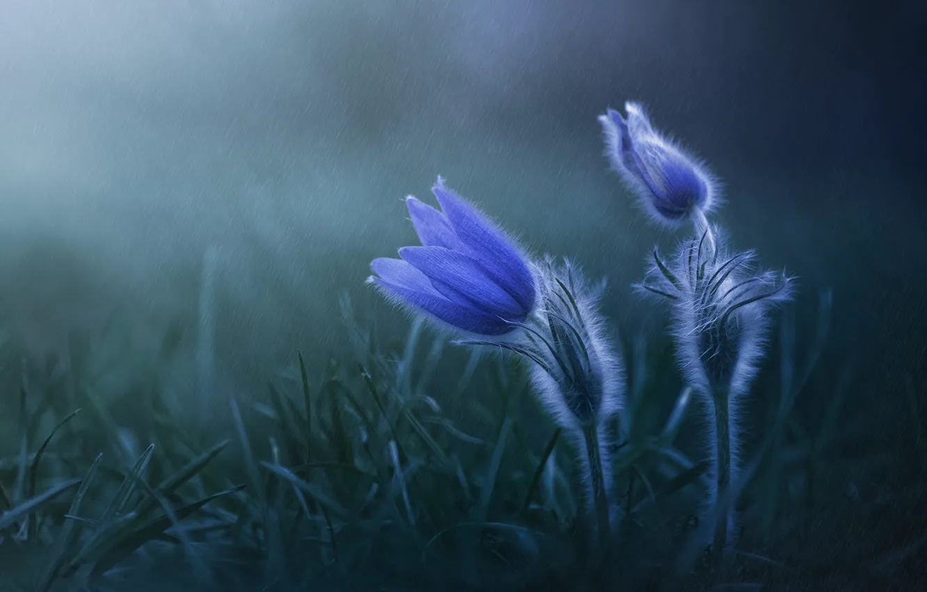 Фото обои цветы, дождь, весна, синие, прострел