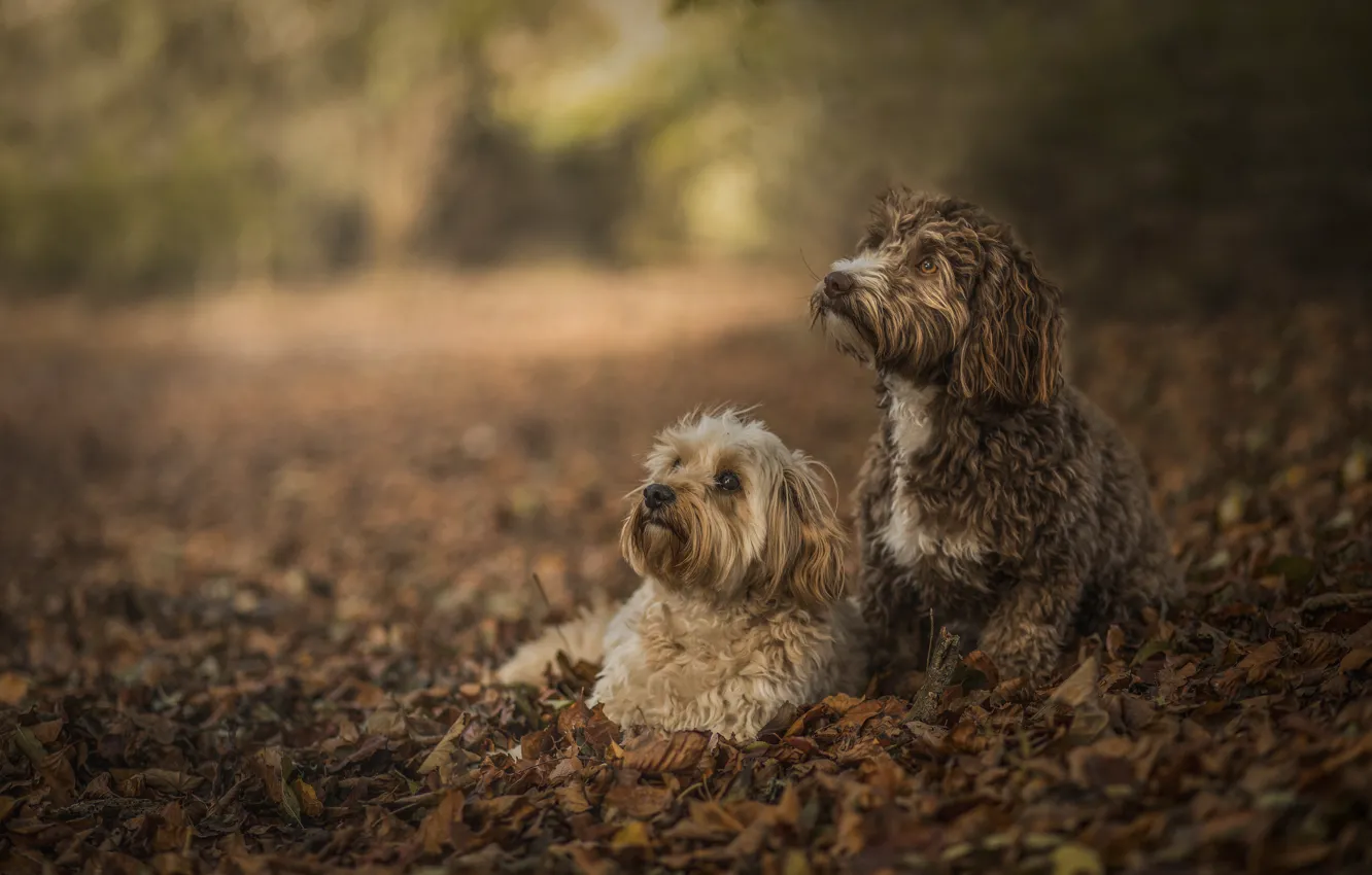 Фото обои листья, боке, две собаки