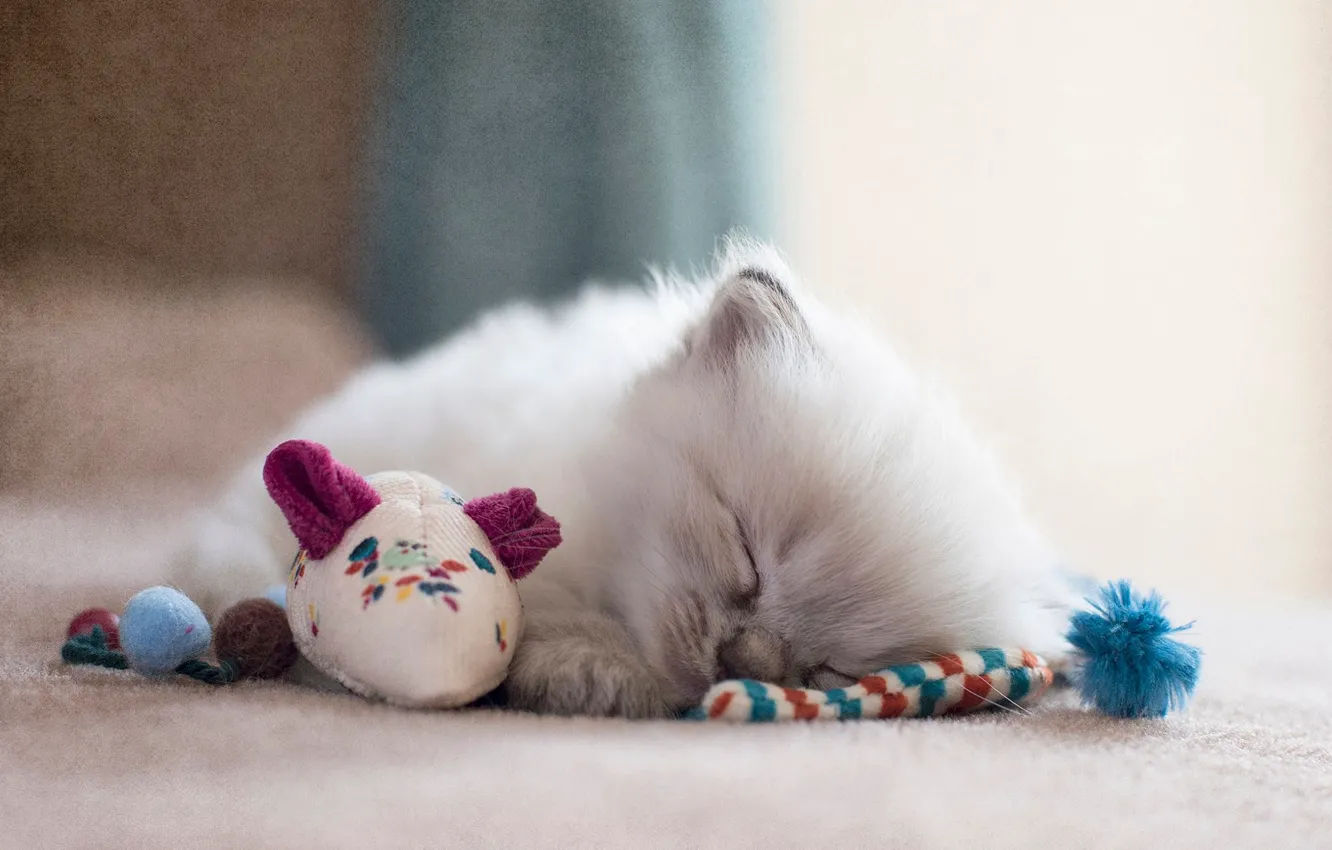 Фото обои кошка, котенок, игрушки, обработка, пушистый, мышка, спит, пол