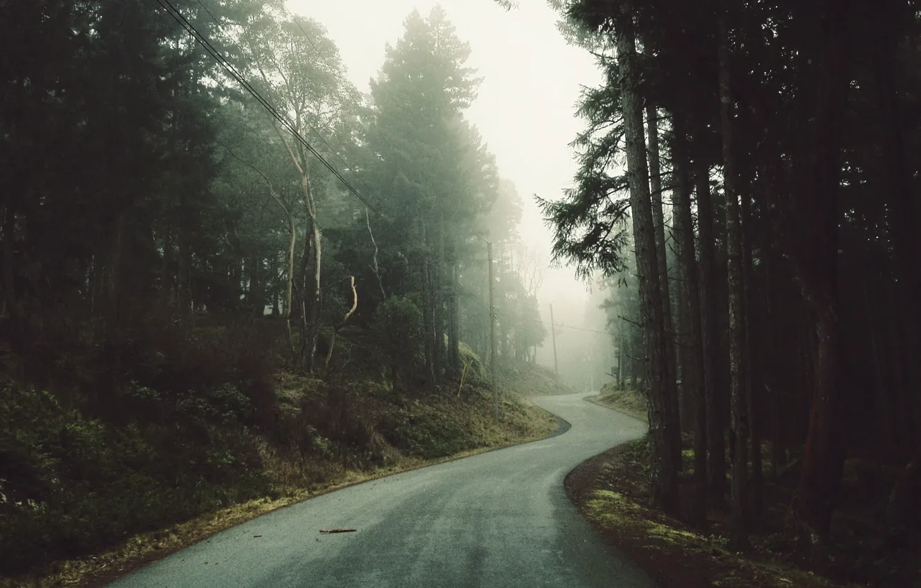 Фото обои дорога, лес, деревья, туман, столбы, провода, мгла