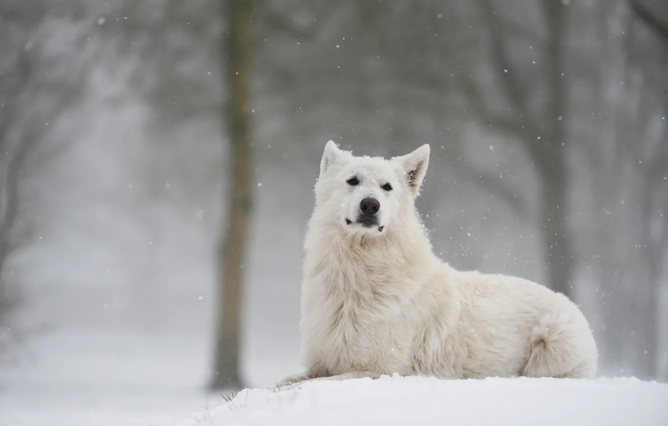 Фото обои зима, лес, взгляд, снег, собака, швейцарская овчарка